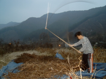 날이 어두워지고 있는데도 새들이는 처음 해 보는 도리깨 타작에 신이 났다. 군소리 한마디 없이 일을 제법 잘 한다. 